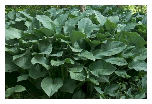 HOSTA x 'Krossa Regal'